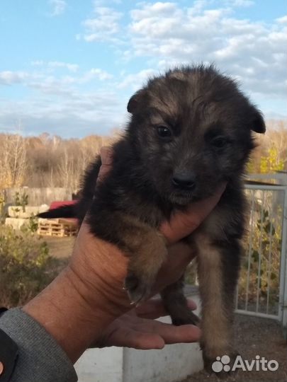 Щенки мальчики и девочки