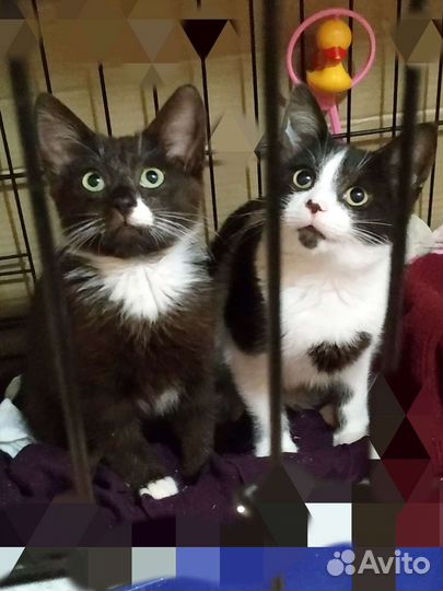 Европейская