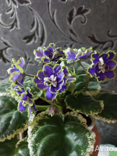 Детки сортовых фиалок