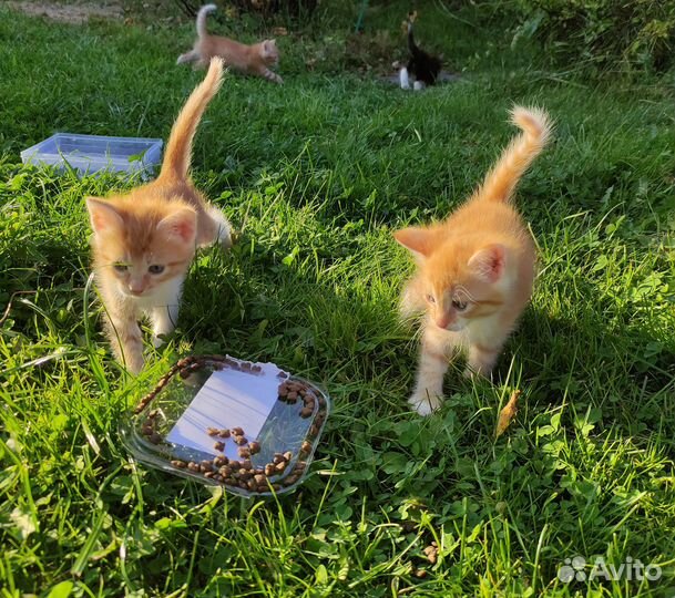 Котятки 1,5 мес, есть рыжики)