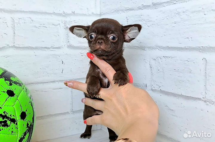 Чихуахуа шоколадный мальчик красавчик