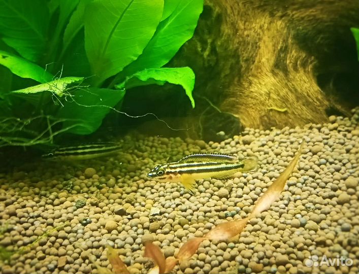 Юлидохромис Регана. Танганьикская цихлида