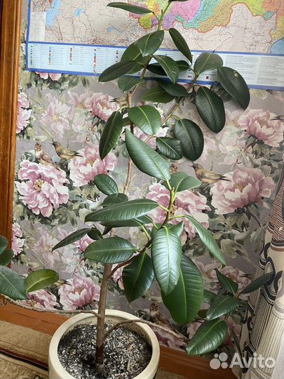 Фикус бенджамина