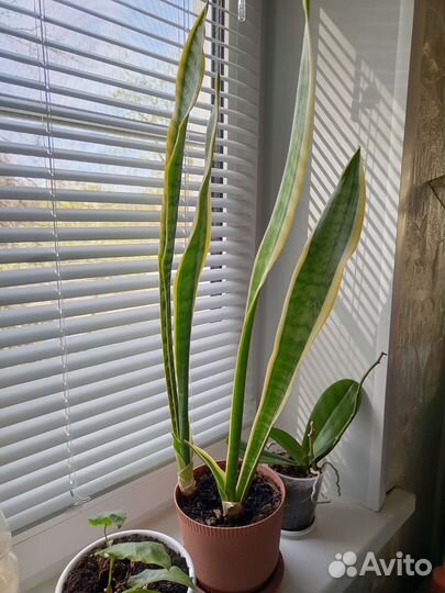 Сансевиерия лауренти