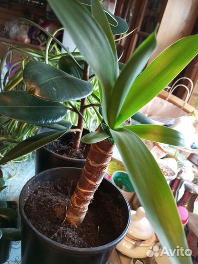 Комнатные цветы