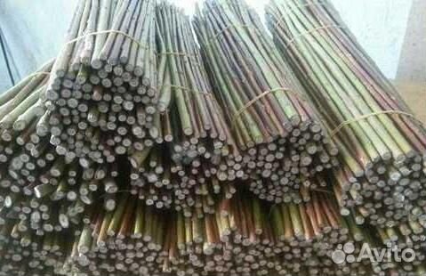 Черенки сортовой ивы