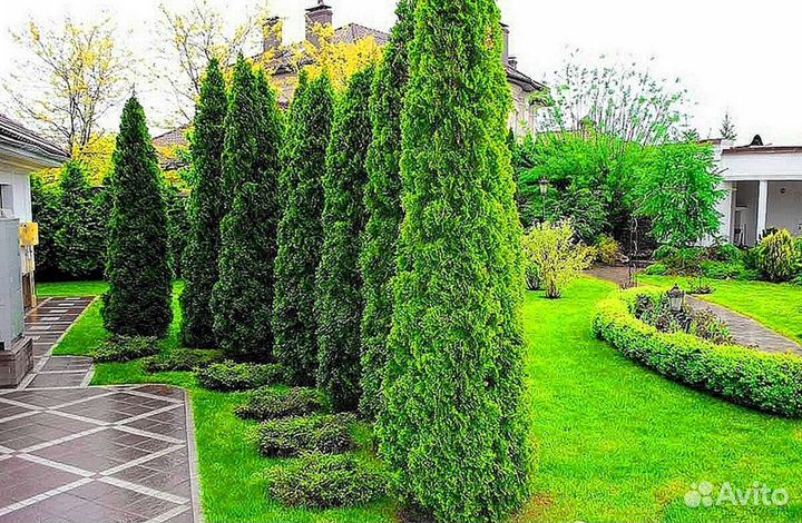 Туи брабант