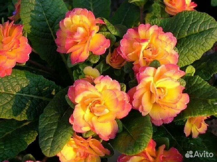 Примулы из серии беларина