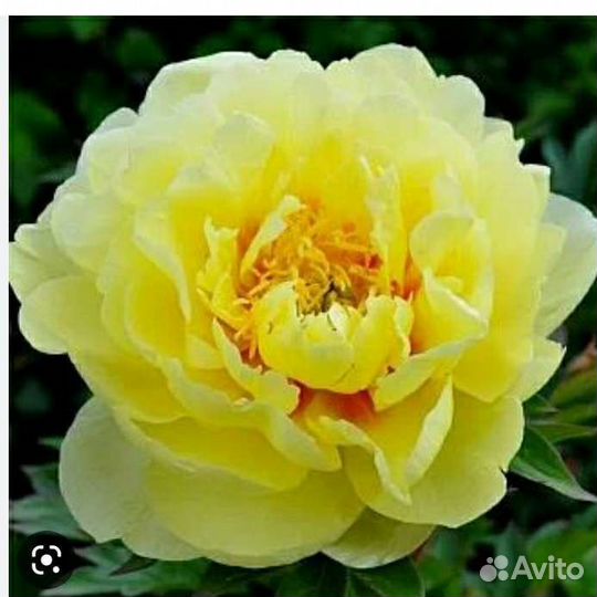 Пион бартзелла