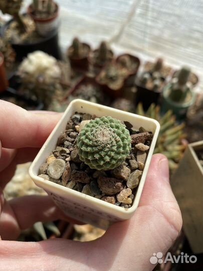 Кактус Strombocactus disciformis