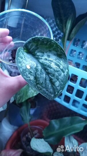 Комнатные домашние растения