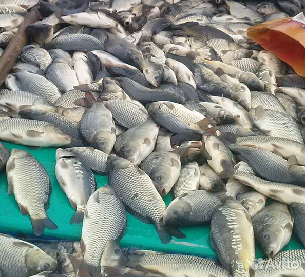 Живая рыба оптом карп