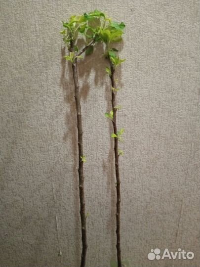 Саженец яблони Хоней Крипс