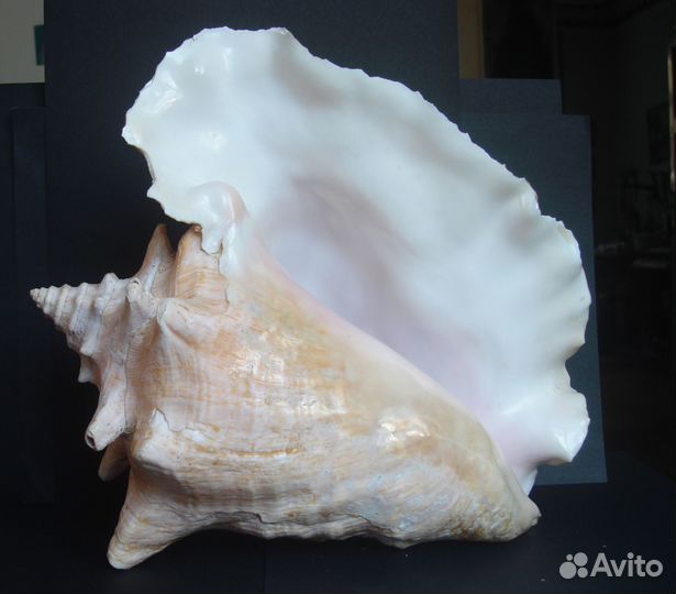 Ракушка океаническая большая