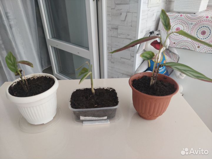 Продам ростки калатеи