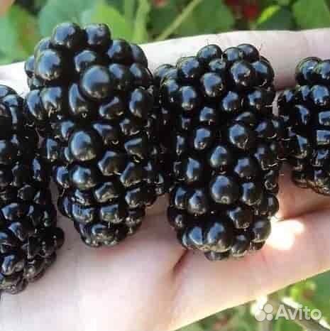 Саженцы ежевики