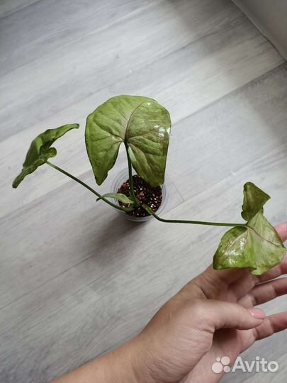 Сингониум Кристмас Мутейшн