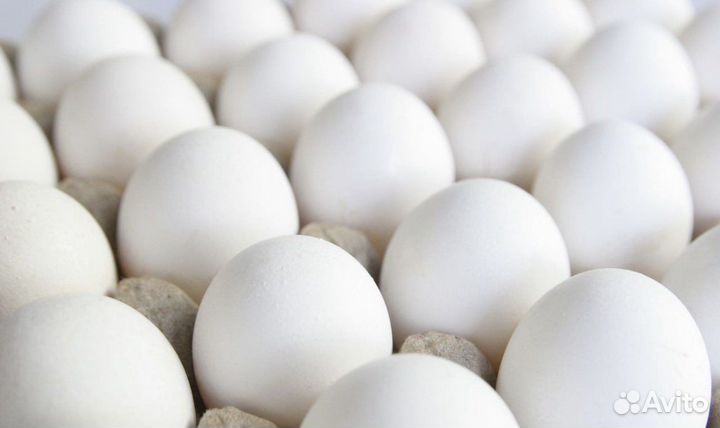 Инкубационное яйцо кур несушек