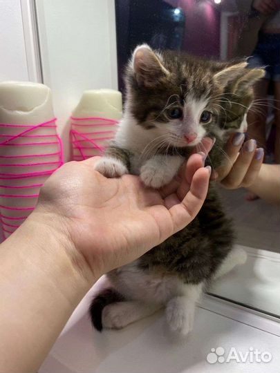 Котята в добрые руки бесплатно