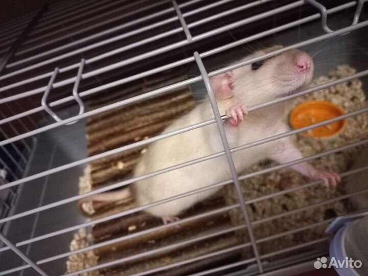 Крыски дамбо бесплатно