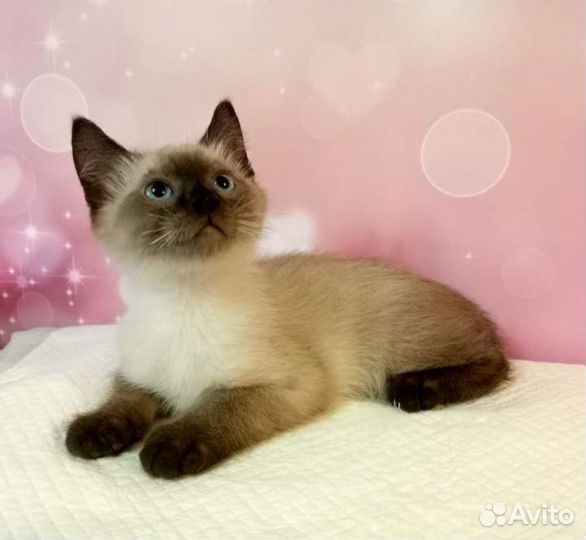 Котёнок мальчик 3 месяца