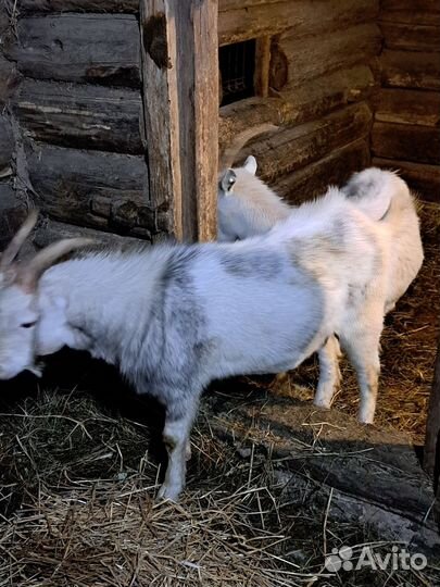 Коза зааненской породы