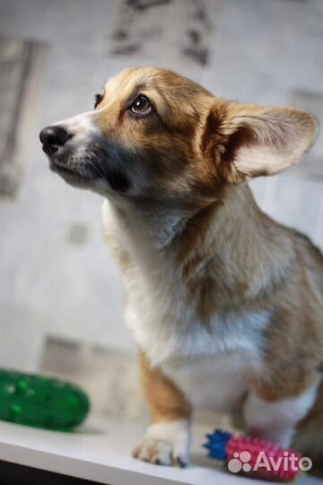 Корги щенок девочка