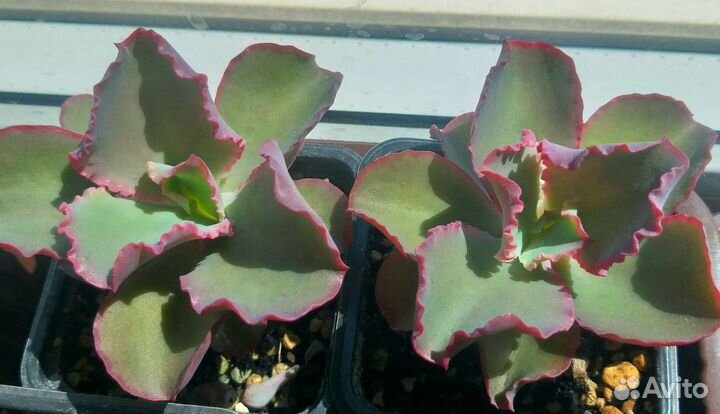 Суккуленты, часть 1