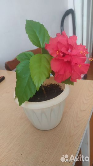 Гибискус китайская роза, махровая, ярко-красная