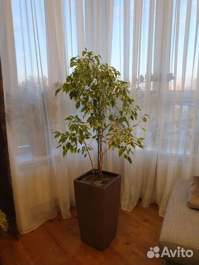 Фикус комнатный цветок