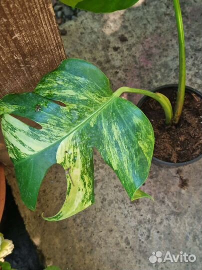 Монстера вариегатная желтая