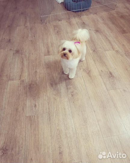 Модели. Стрижка собак