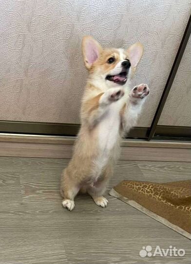 Вельш-корги пемброк