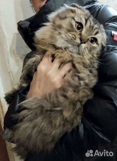 Шотландский кот хайленд фолд для Вязки