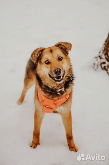 Нежная собака Яшка в добрые руки