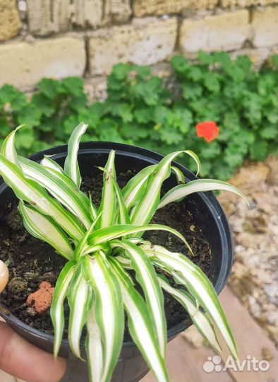 Хлорофитум