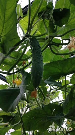 Огурцы свежие сорта Ухажер