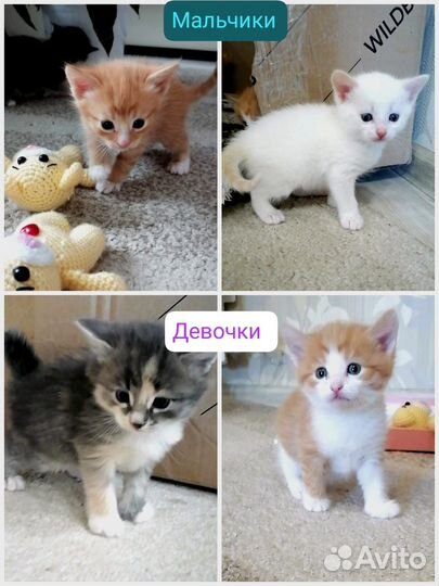 Котята