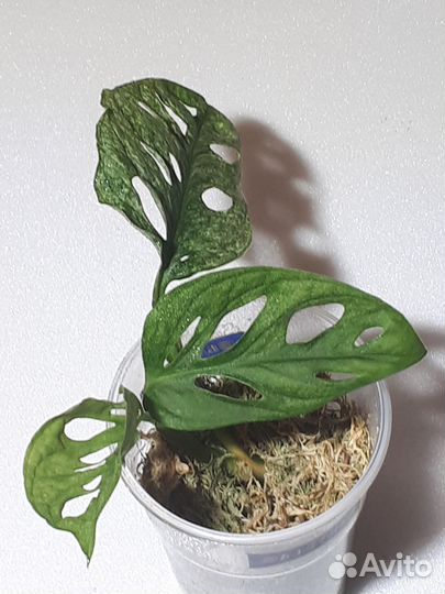 Монстера индо минт