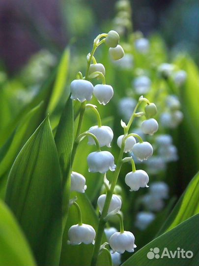 Садовые цветы многолетники