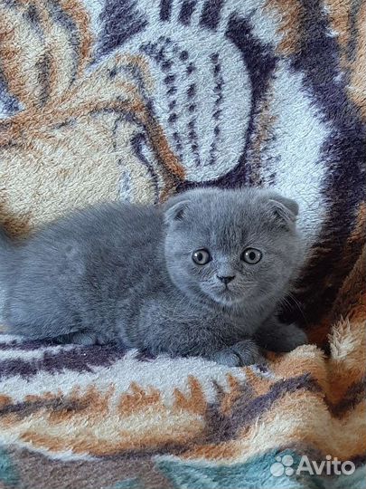 Шотландская