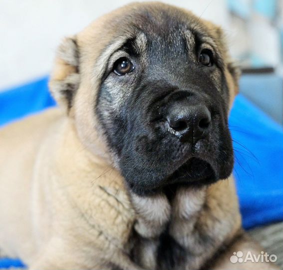 Щенки среднеазиатской овчарки