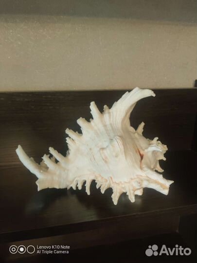 Большая морская ракушка 24см