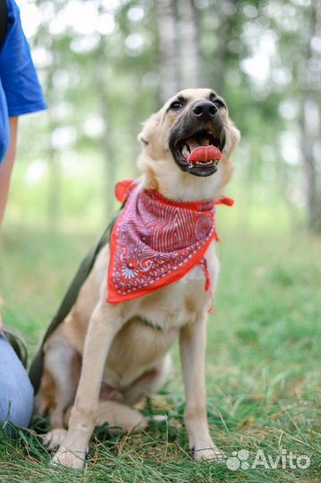 Собака из приюта