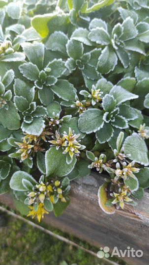 Седум камчатский карамель Sedum kamtshaticum