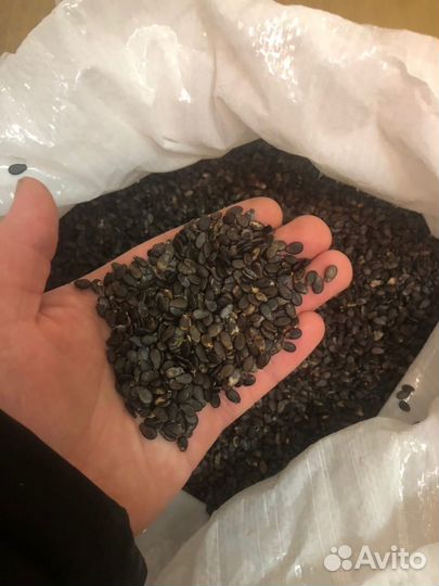 Семена арбуза