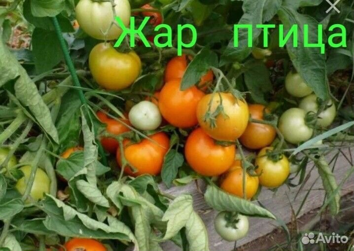 Рассада томатов