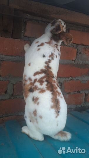 Кролики породы рекс