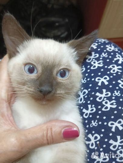 Тайские сиамские котята
