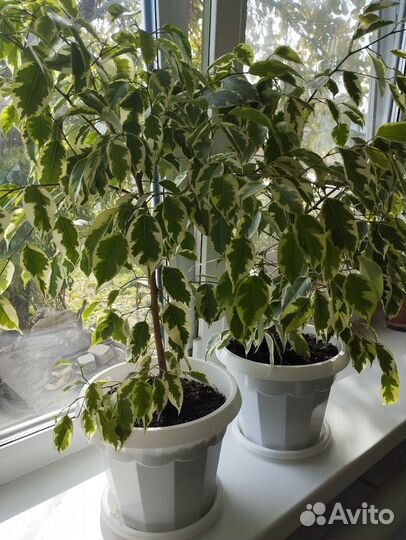 Фикус Бенджамина пестролистный